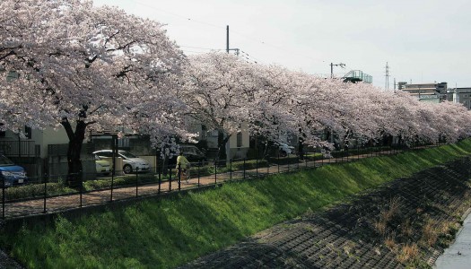 桜・満喫