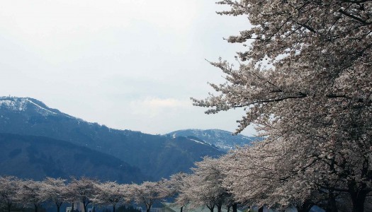 桜情報(湯沢)